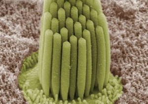 Frog ear cilia